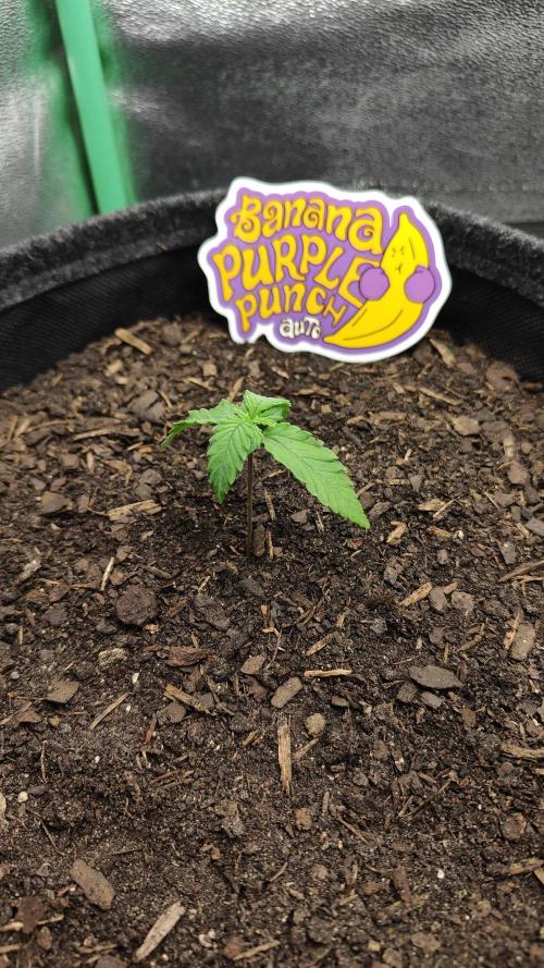 BPP & LCC Auto. Week 2