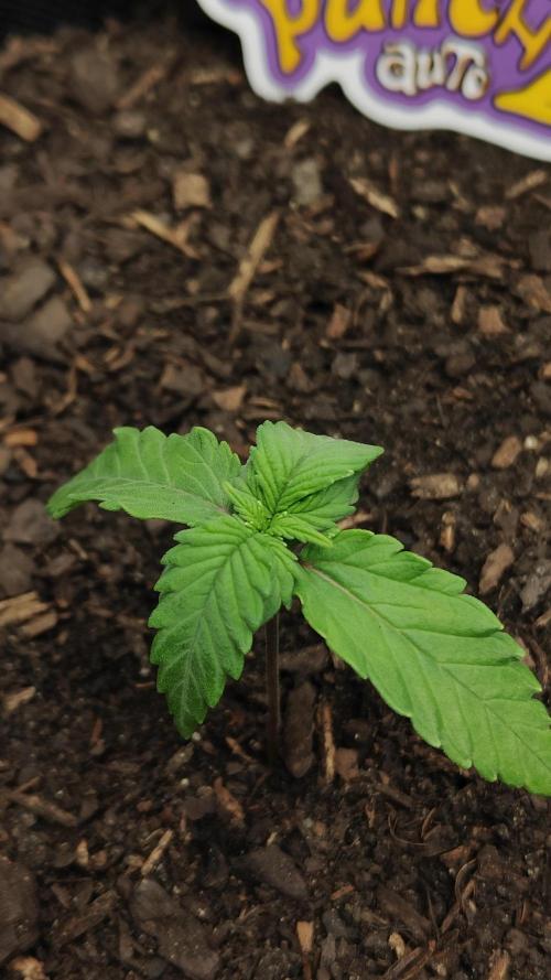 BPP & LCC Auto. Week 2