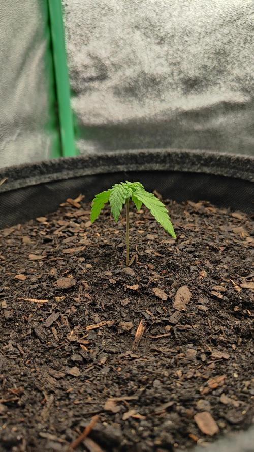 BPP & LCC Auto. Week 2