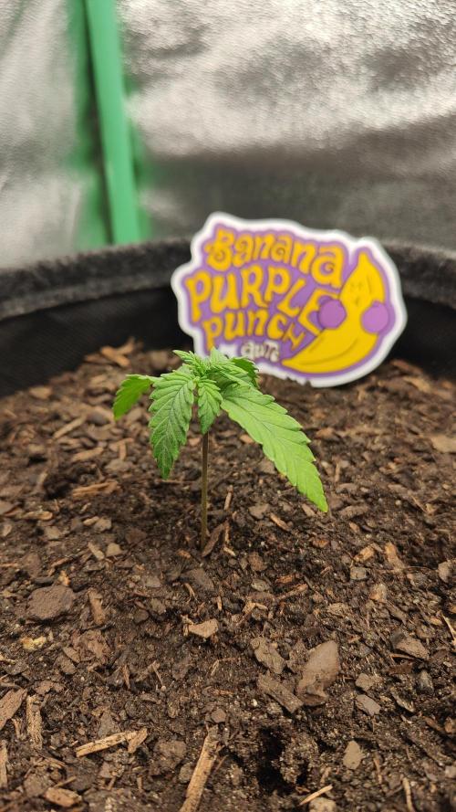 BPP & LCC Auto. Week 3