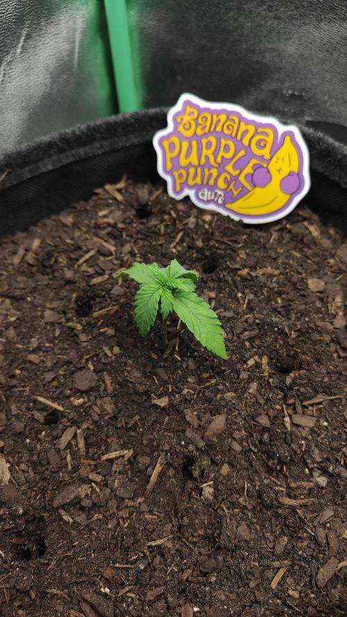 BPP & LCC Auto. Week 3