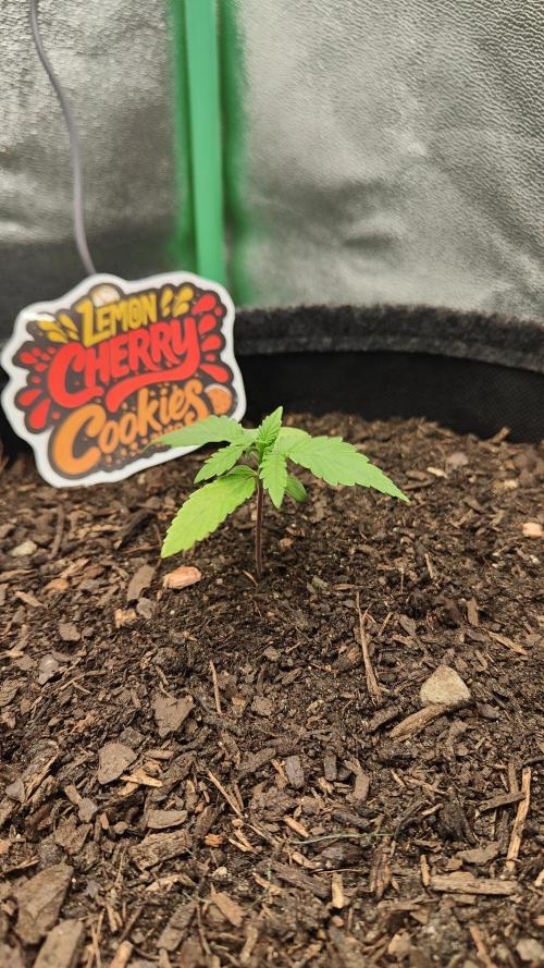 BPP & LCC Auto. Week 3