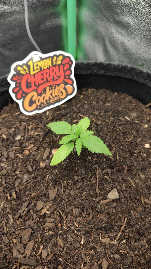 BPP & LCC Auto. Week 3