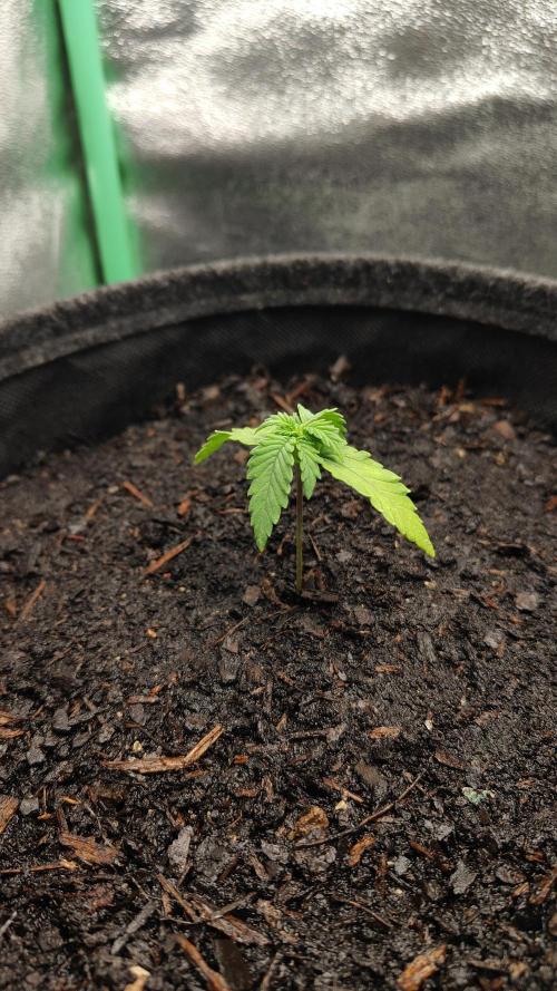 BPP & LCC Auto. Week 3