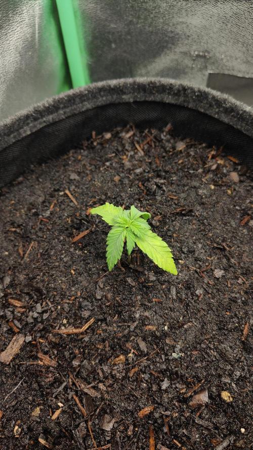 BPP & LCC Auto. Week 3