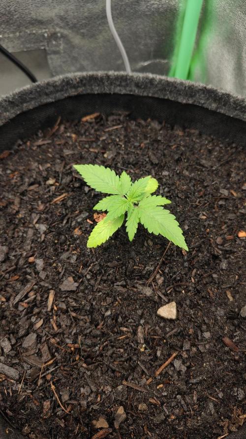 BPP & LCC Auto. Week 3