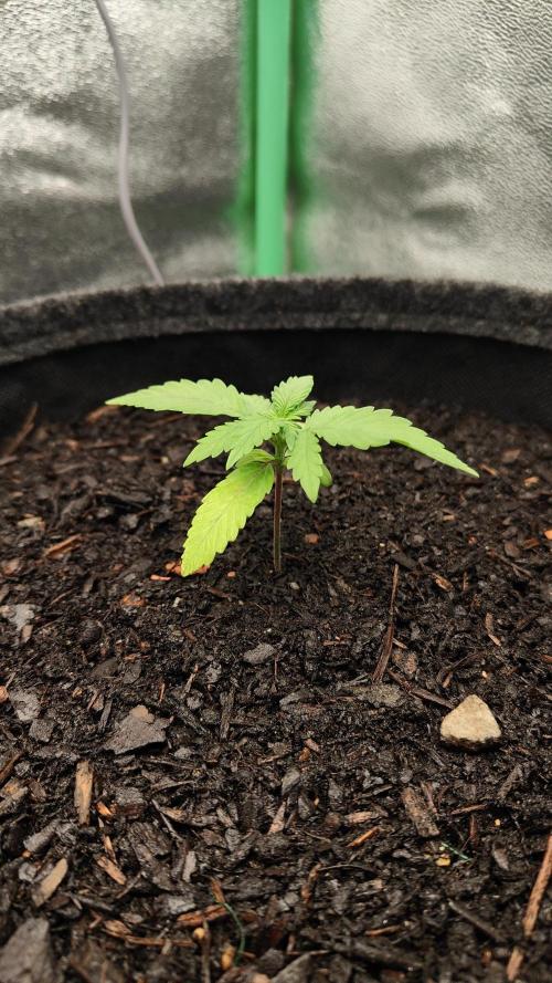 BPP & LCC Auto. Week 3