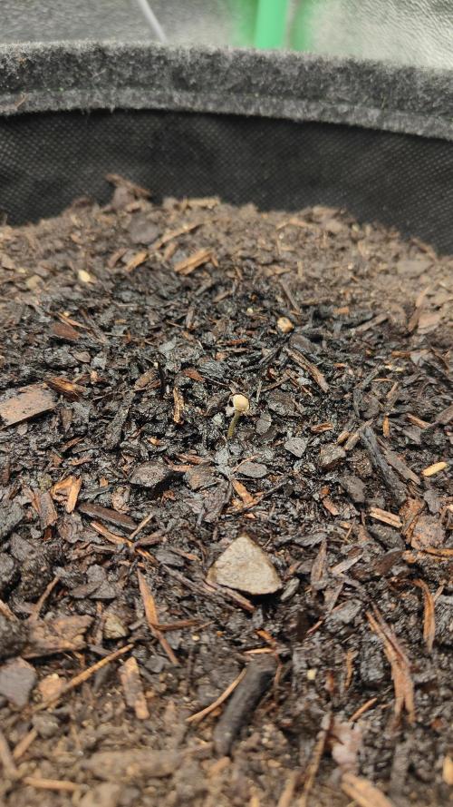 BPP & LCC 2.0. Week 0