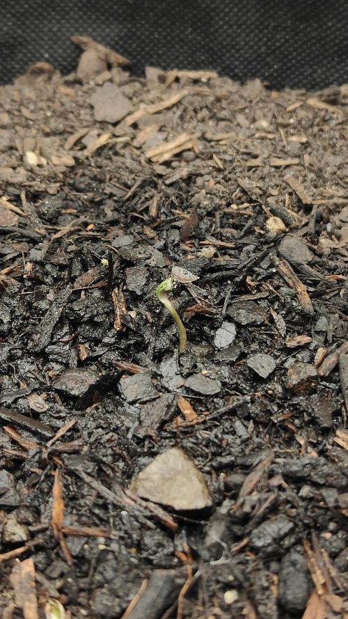 BPP & LCC 2.0. Week 0