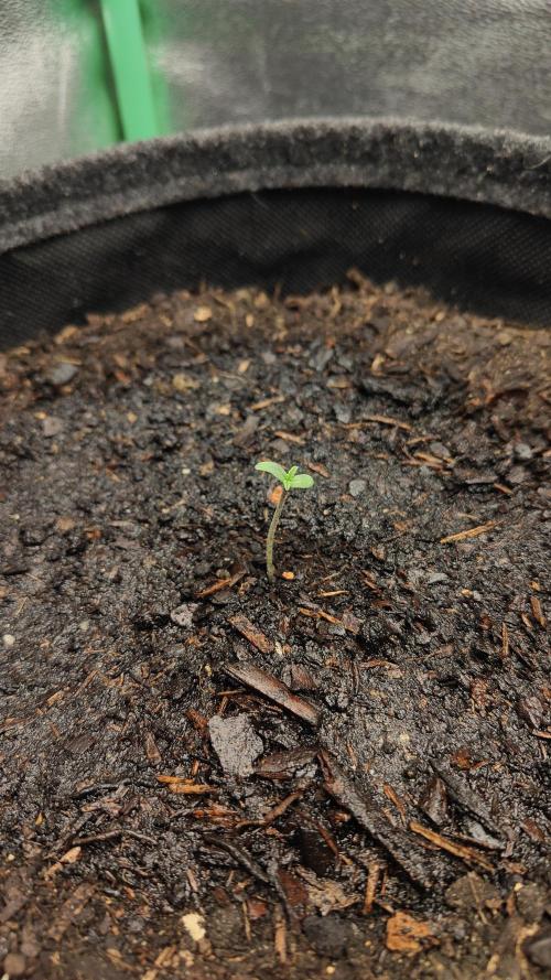 BPP & LCC 2.0. Week 0