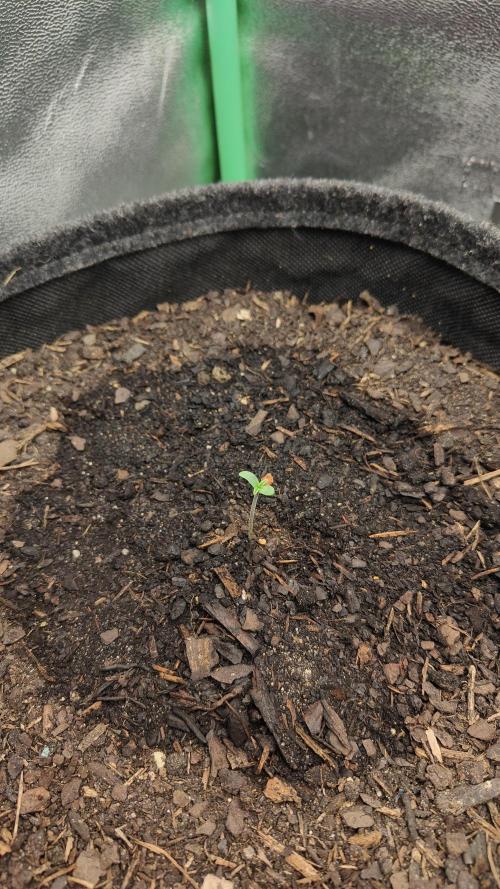 BPP & LCC 2.0. Week 0