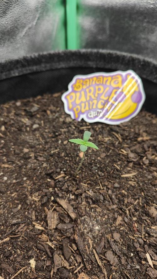 BPP & LCC 2.0. Week 0