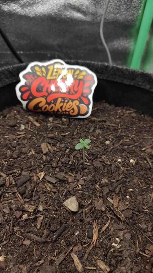 BPP & LCC 2.0. Week 0