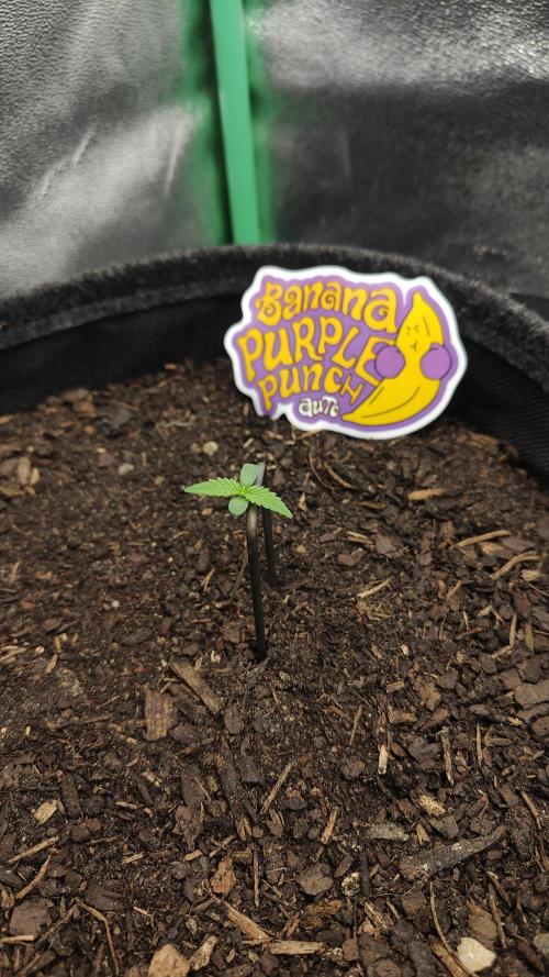 BPP & LCC 2.0. Week 0