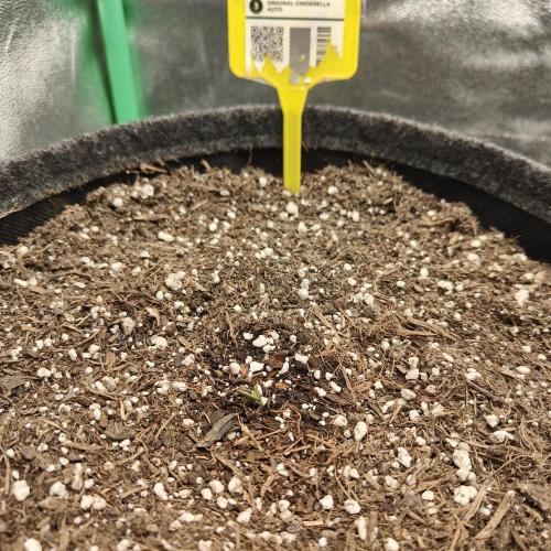 Orange Cindy Sherbet. Week 0