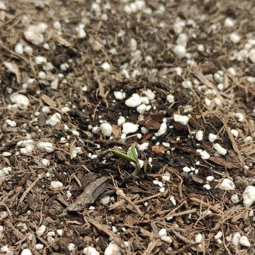 Orange Cindy Sherbet. Week 0