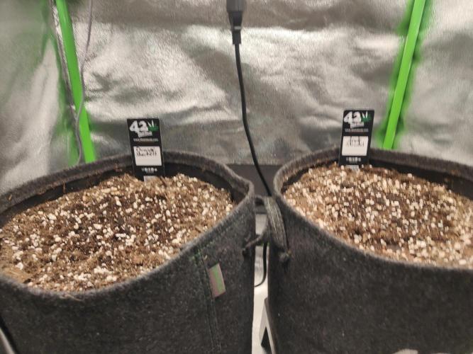 Apfel Orange. Week 0