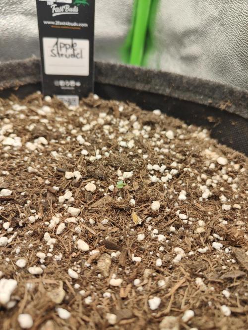 Apfel Orange. Week 0