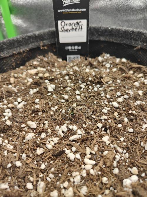 Apfel Orange. Week 0