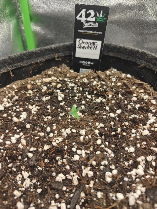 Apfel Orange. Week 0