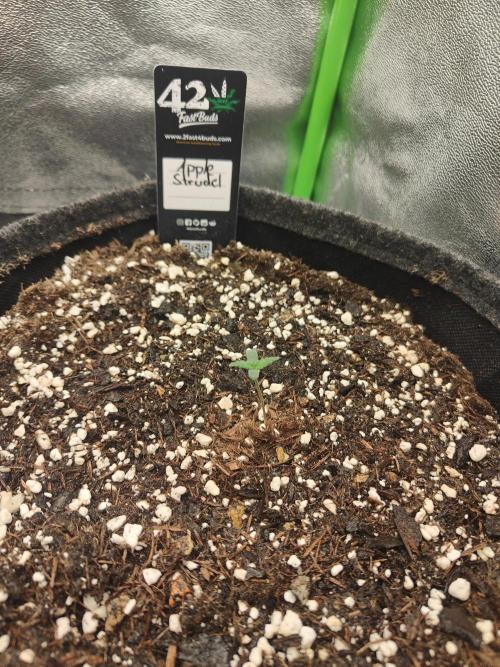 Apfel Orange. Week 0