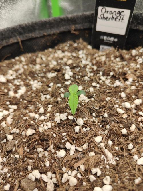 Apfel Orange. Week 0