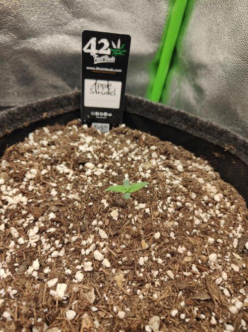 Apfel Orange. Week 0
