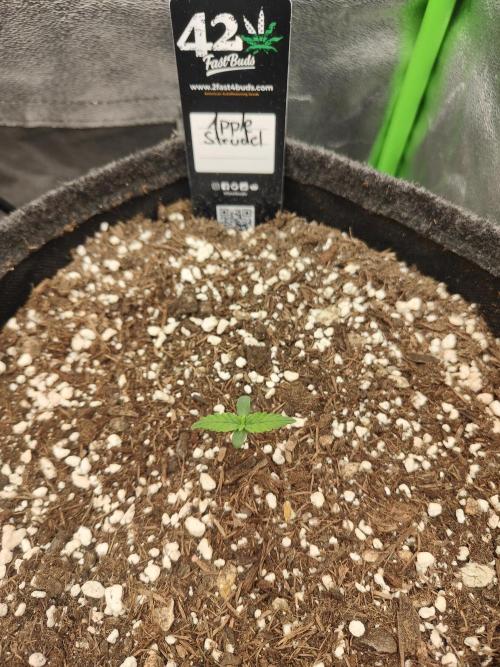 Apfel Orange. Week 1