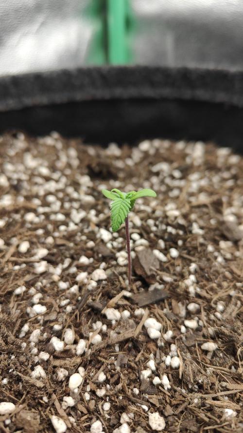 BudHunter420