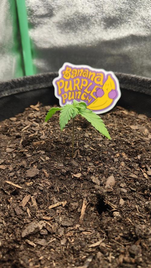 BudHunter420