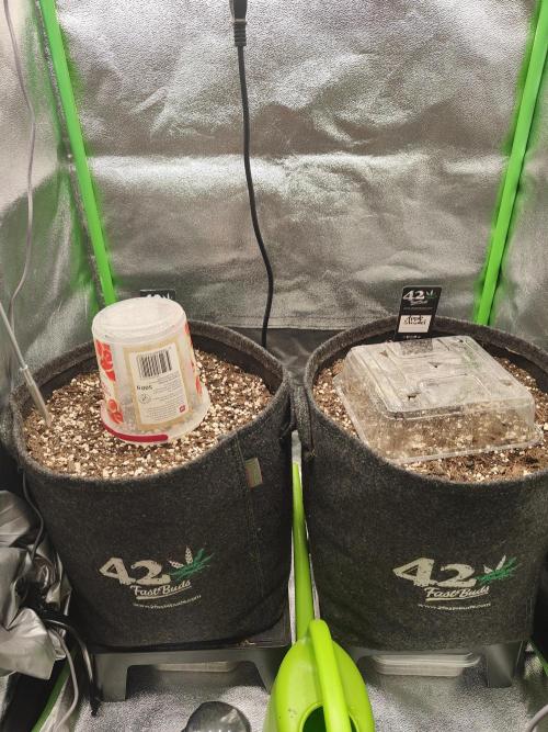 Orange Sherbet & Apple Strudel. Week 0
