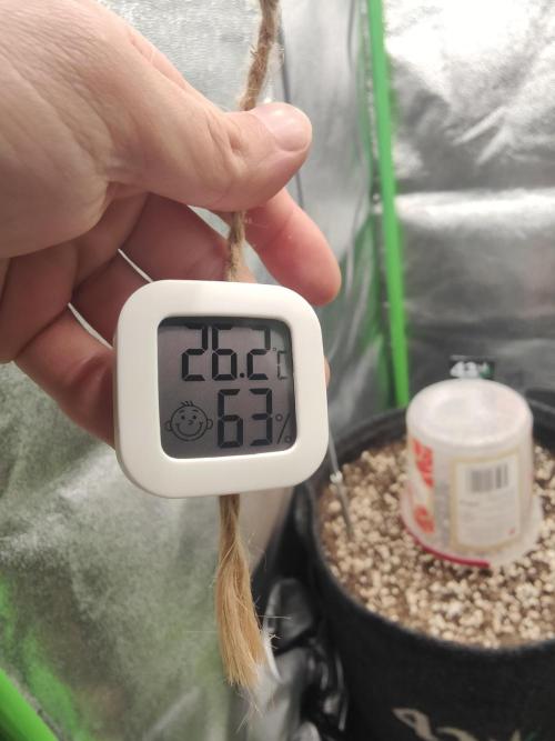 Orange Sherbet & Apple Strudel. Week 0