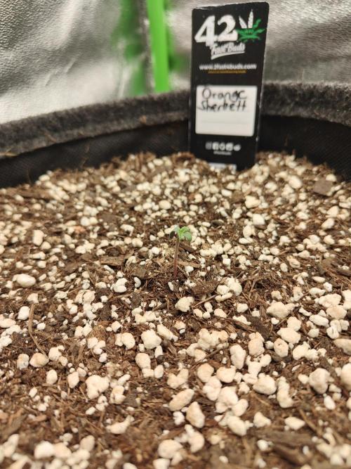 Orange Sherbet & Apple Strudel. Week 0