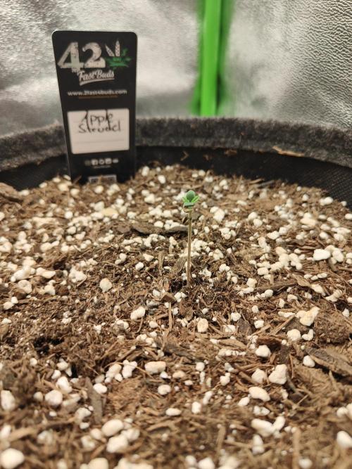 Orange Sherbet & Apple Strudel. Week 0