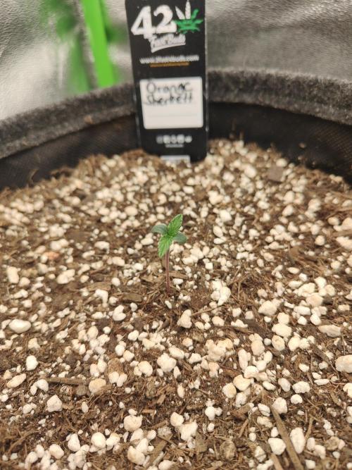 Orange Sherbet & Apple Strudel. Week 0
