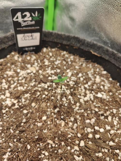 Orange Sherbet & Apple Strudel. Week 0