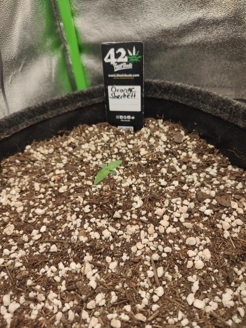 Orange Sherbet & Apple Strudel. Week 0