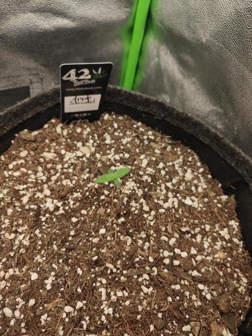 Orange Sherbet & Apple Strudel. Week 0