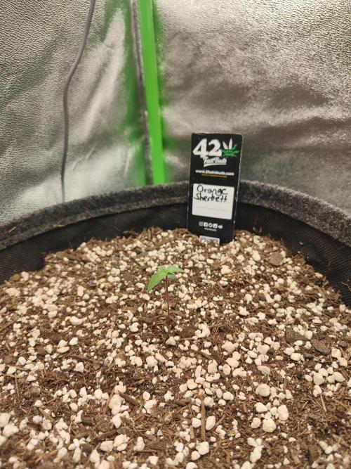 Orange Sherbet & Apple Strudel. Week 0
