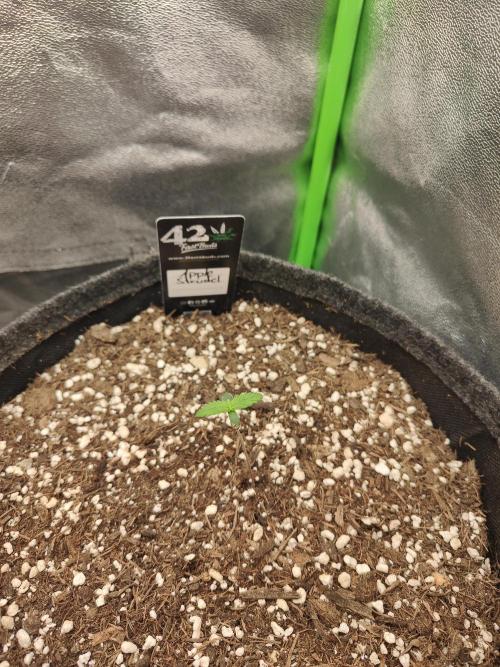 Orange Sherbet & Apple Strudel. Week 0