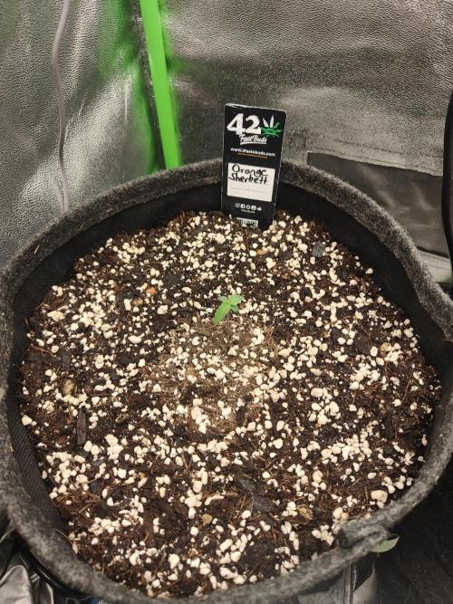 Orange Sherbet & Apple Strudel. Week 0