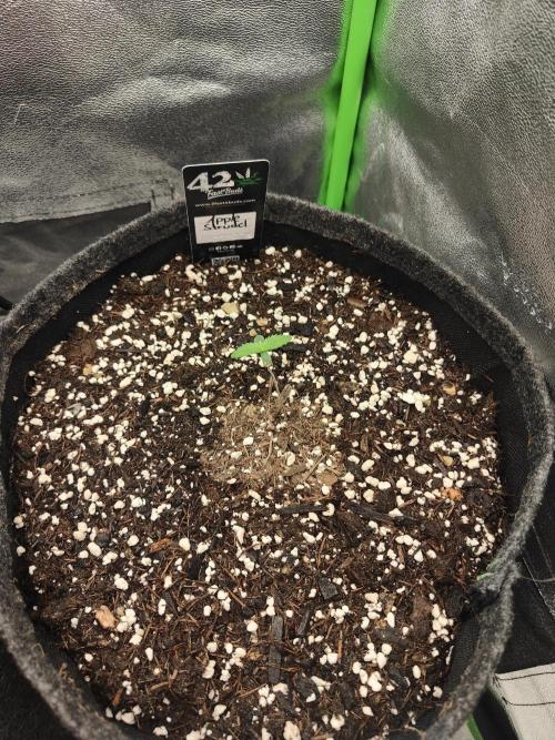 Orange Sherbet & Apple Strudel. Week 0