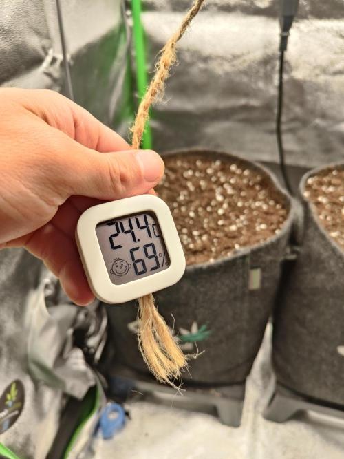 Apple Strudel & Orange Sherbet Auto. Week 0