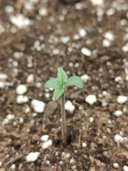 Apple Strudel & Orange Sherbet Auto. Week 0