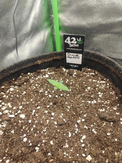 Apple Strudel & Orange Sherbet Auto. Week 0