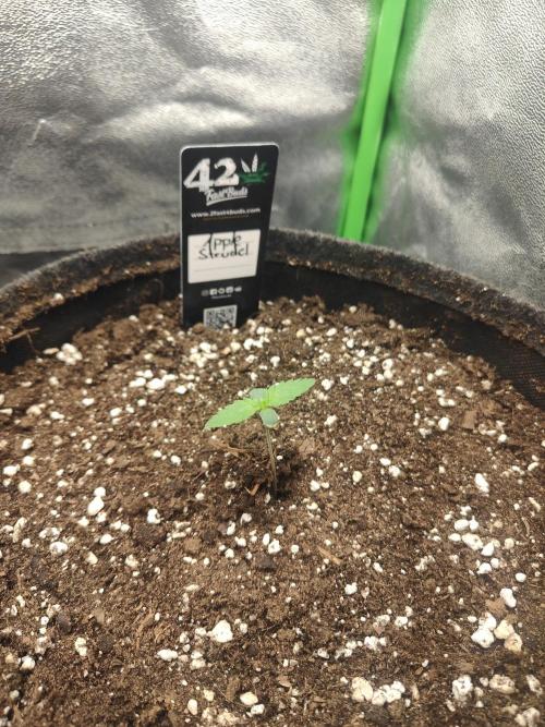 Apple Strudel & Orange Sherbet Auto. Week 0