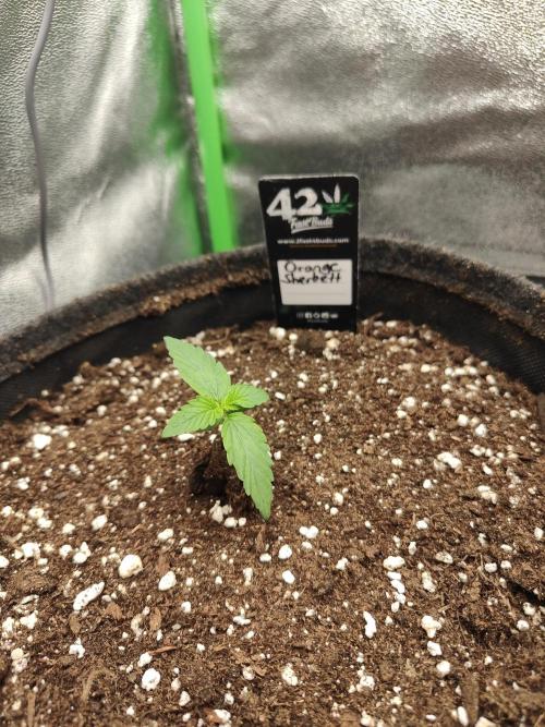 Apple Strudel & Orange Sherbet Auto. Week 1