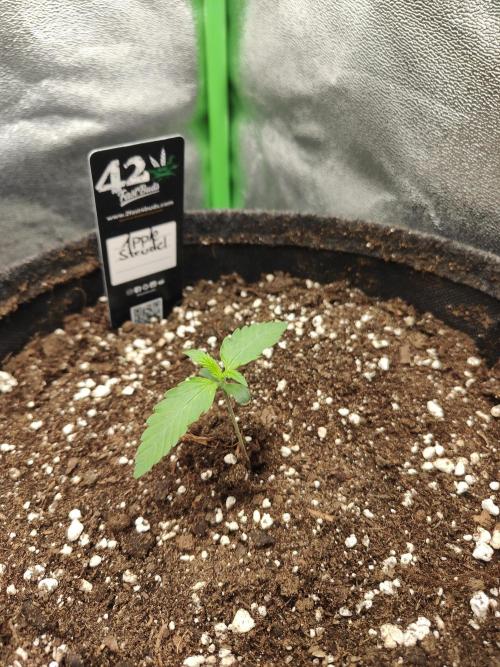 Apple Strudel & Orange Sherbet Auto. Week 1