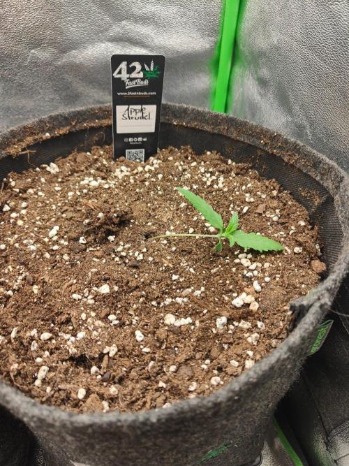 Apple Strudel & Orange Sherbet Auto. Week 1
