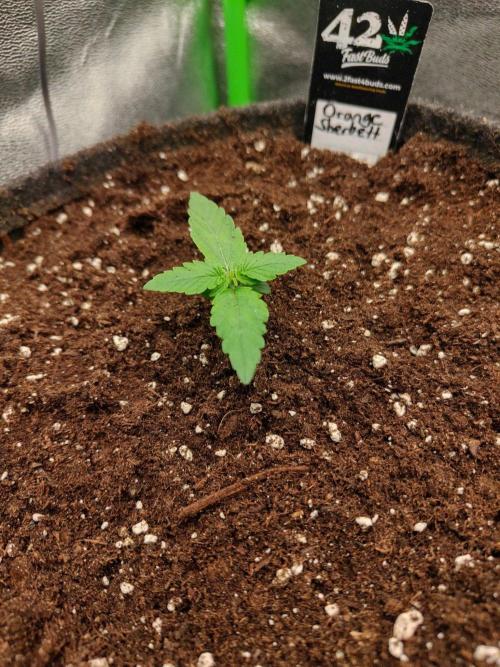 Apple Strudel & Orange Sherbet Auto. Week 1
